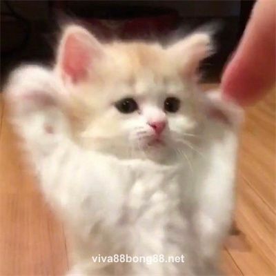 Avatar người dùng Hoàng Kim E